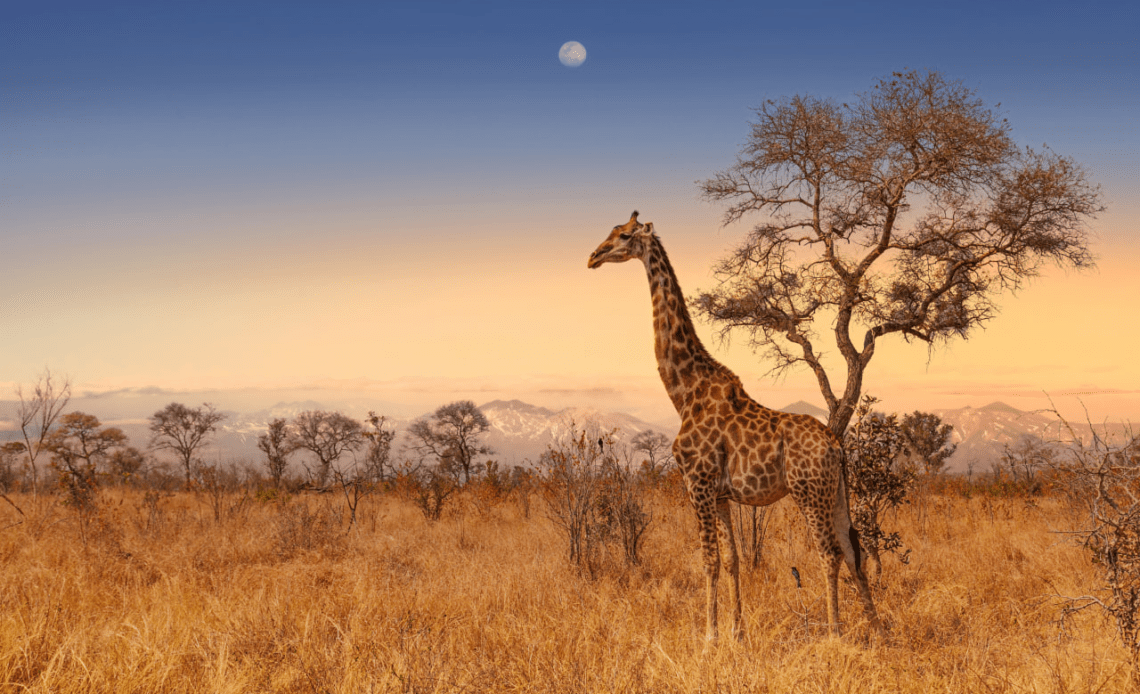 imagem 2025 01 07 144857821