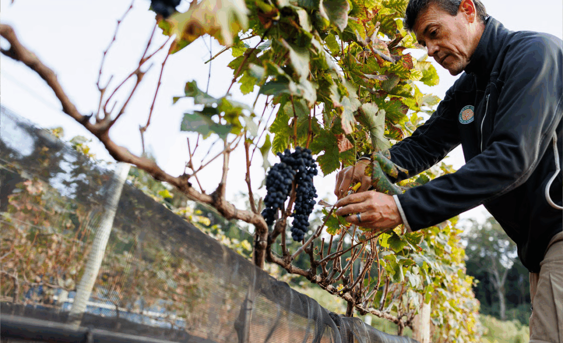 imagem 2025 06 06 103458251