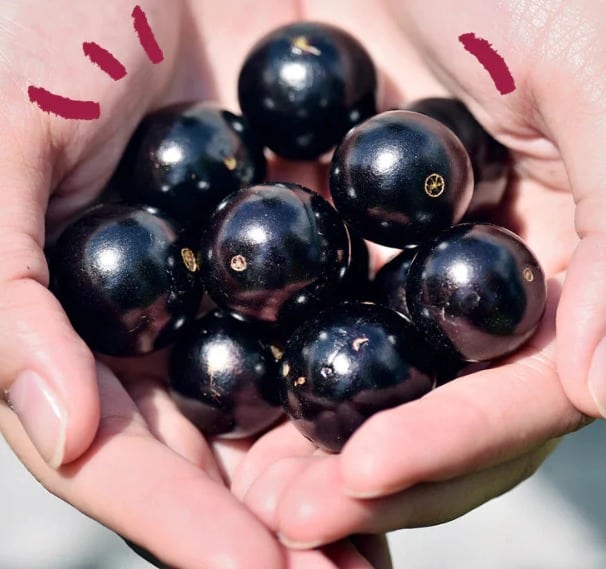 Suívie Jabuticaba bebidas