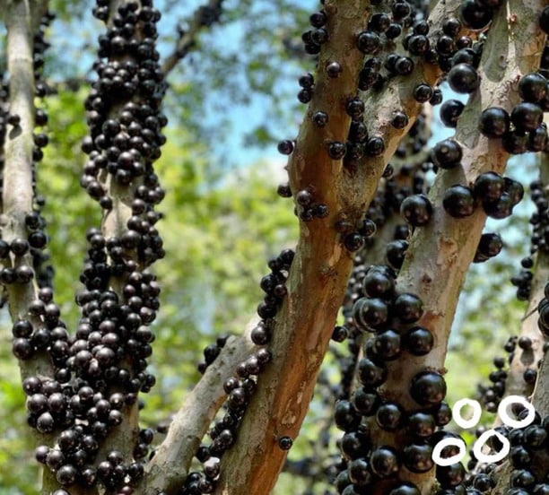 Suívie Jabuticaba bebidas