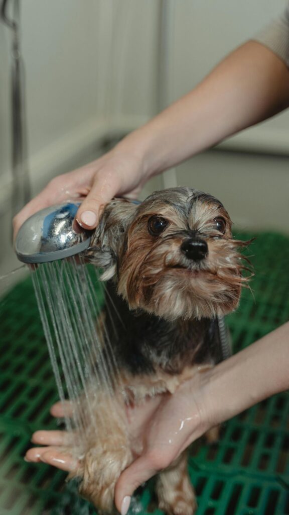dog pet shop foto pexels 1