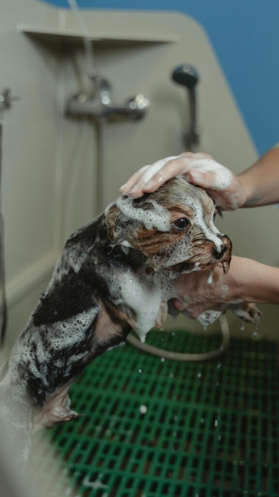 dog pet shop foto pexels