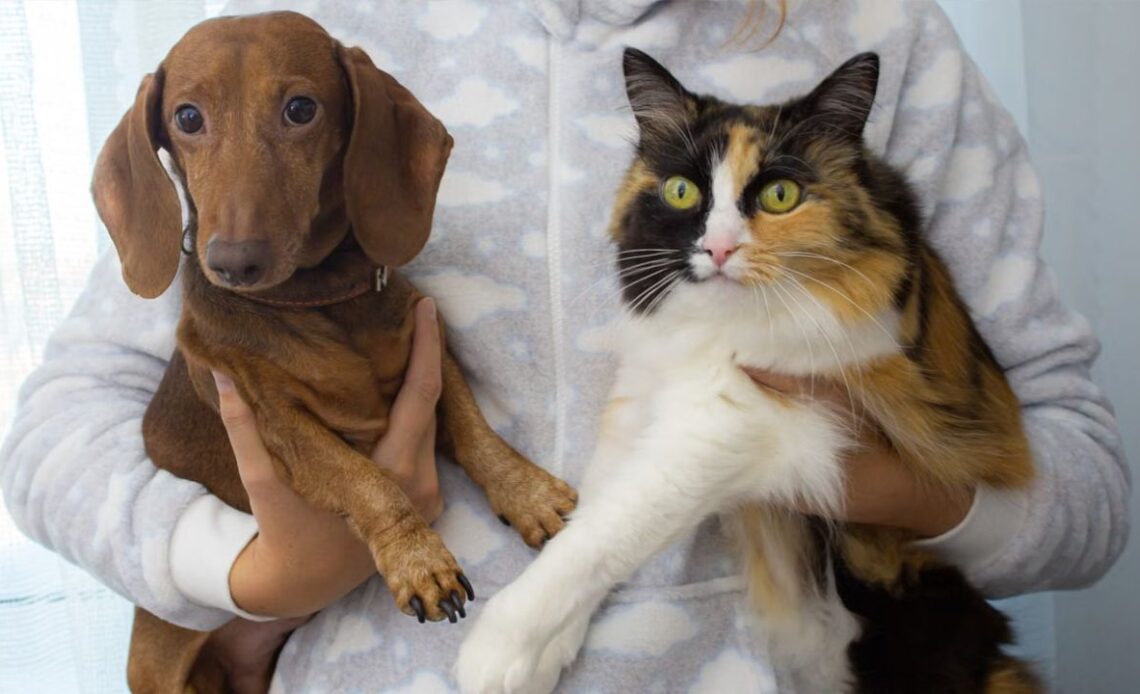 Cães e gatos podem receber vacina antirrábica no Sh. Barra 1 cao cachorro gato vacina raiva shopping barra foto pexels